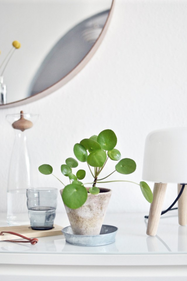 plantes-appartement-elephant-in-the-room
