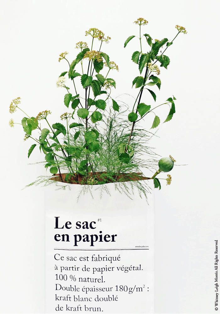 3_sac_papier_plantes_elephantintheroom
