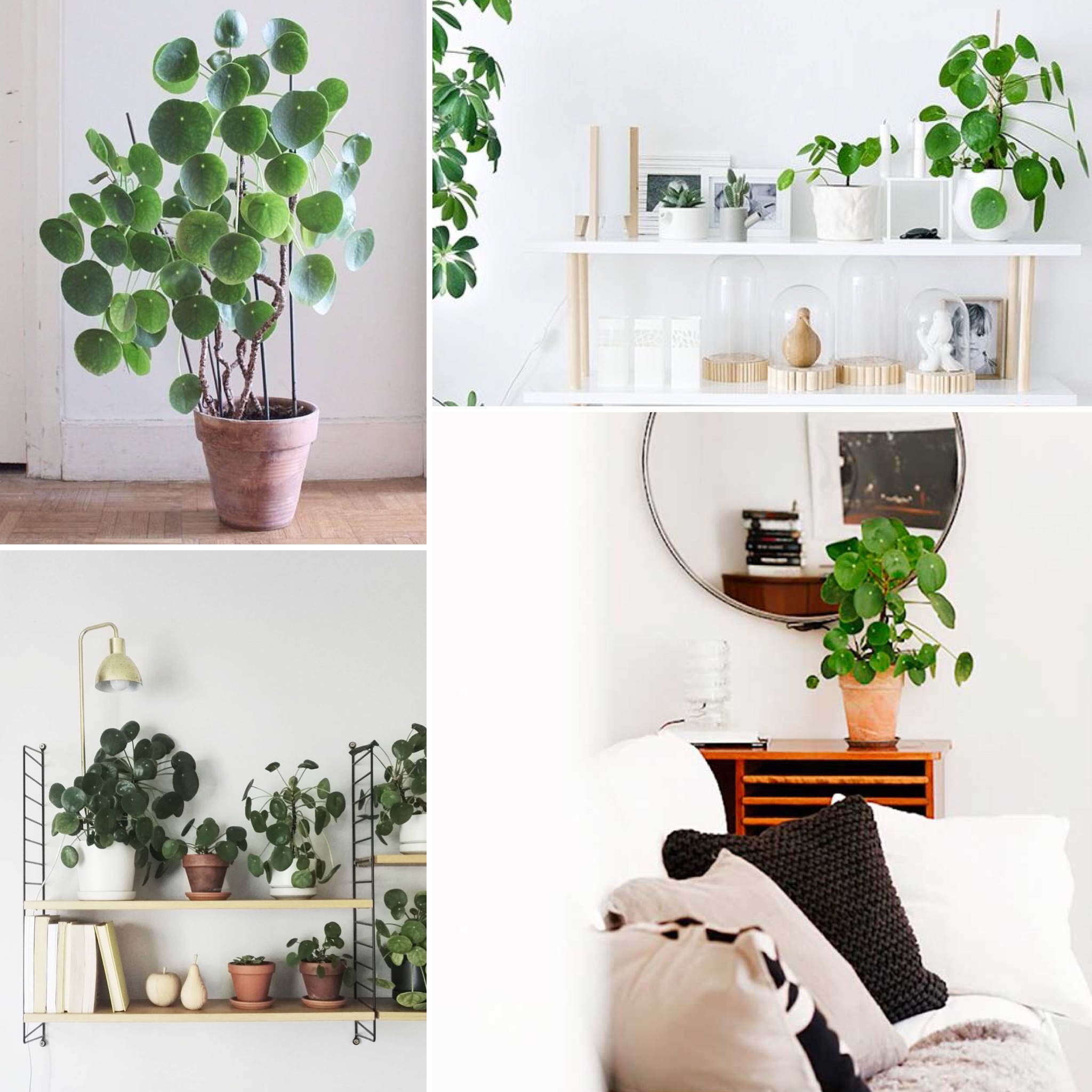 Les IT plantes | elephant in the room